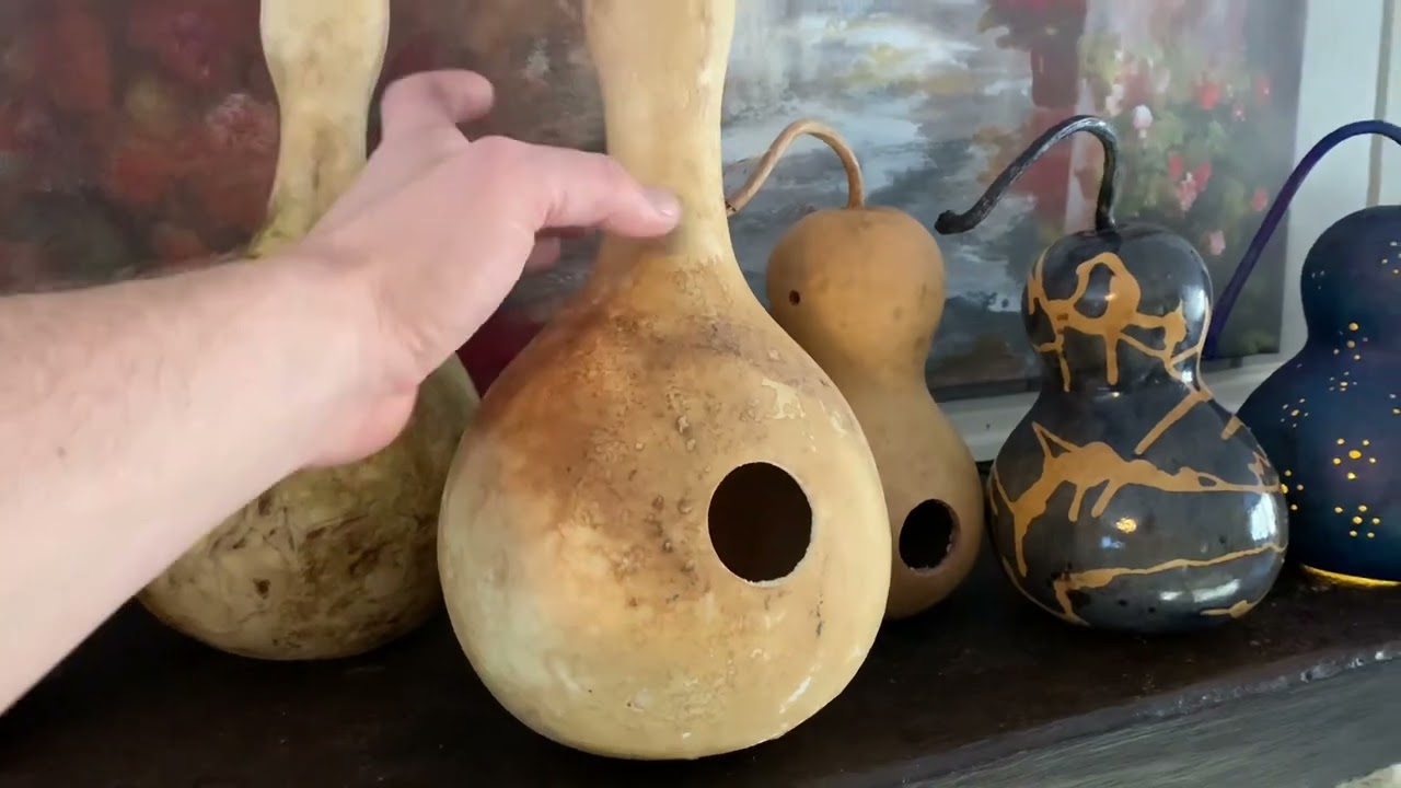 Drying Gourds in Maine. Early Harvest! Update 4.