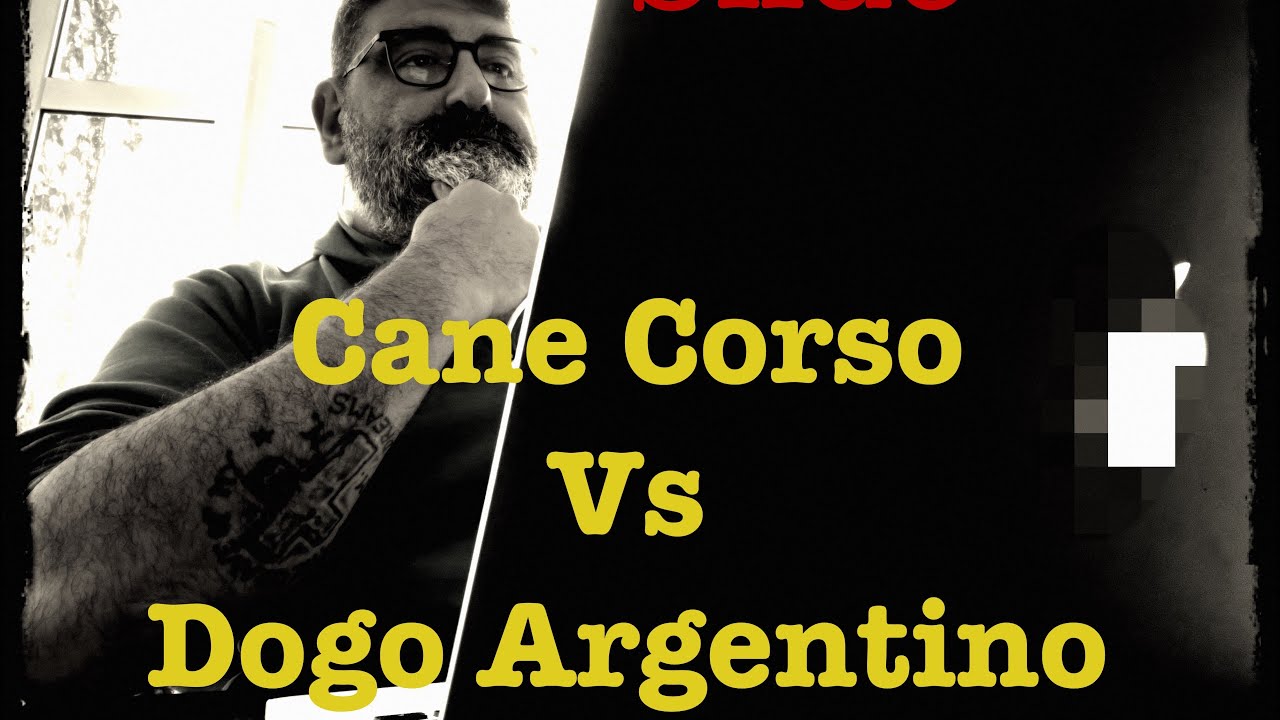 Cane Corso vs Dogo Argentino