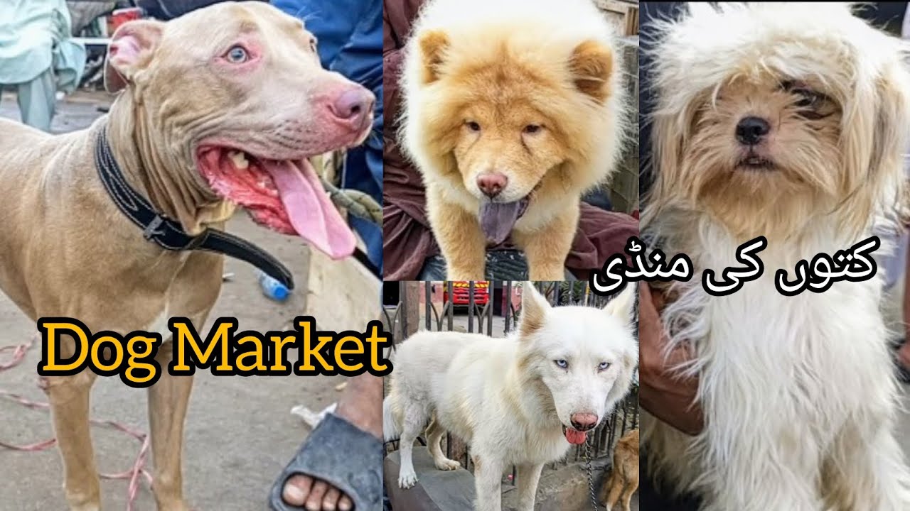 DOG MARKET | Saddar Dogs Market | Karachi Dog Market 2024 | Pakistan Dog Breeds | 24-Nov-2024 #dog
