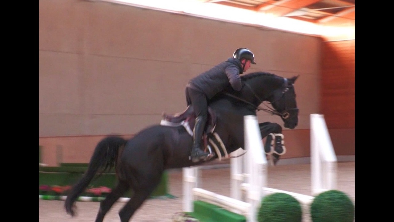 *2017 stallion, Leandro VG - Va-Vite