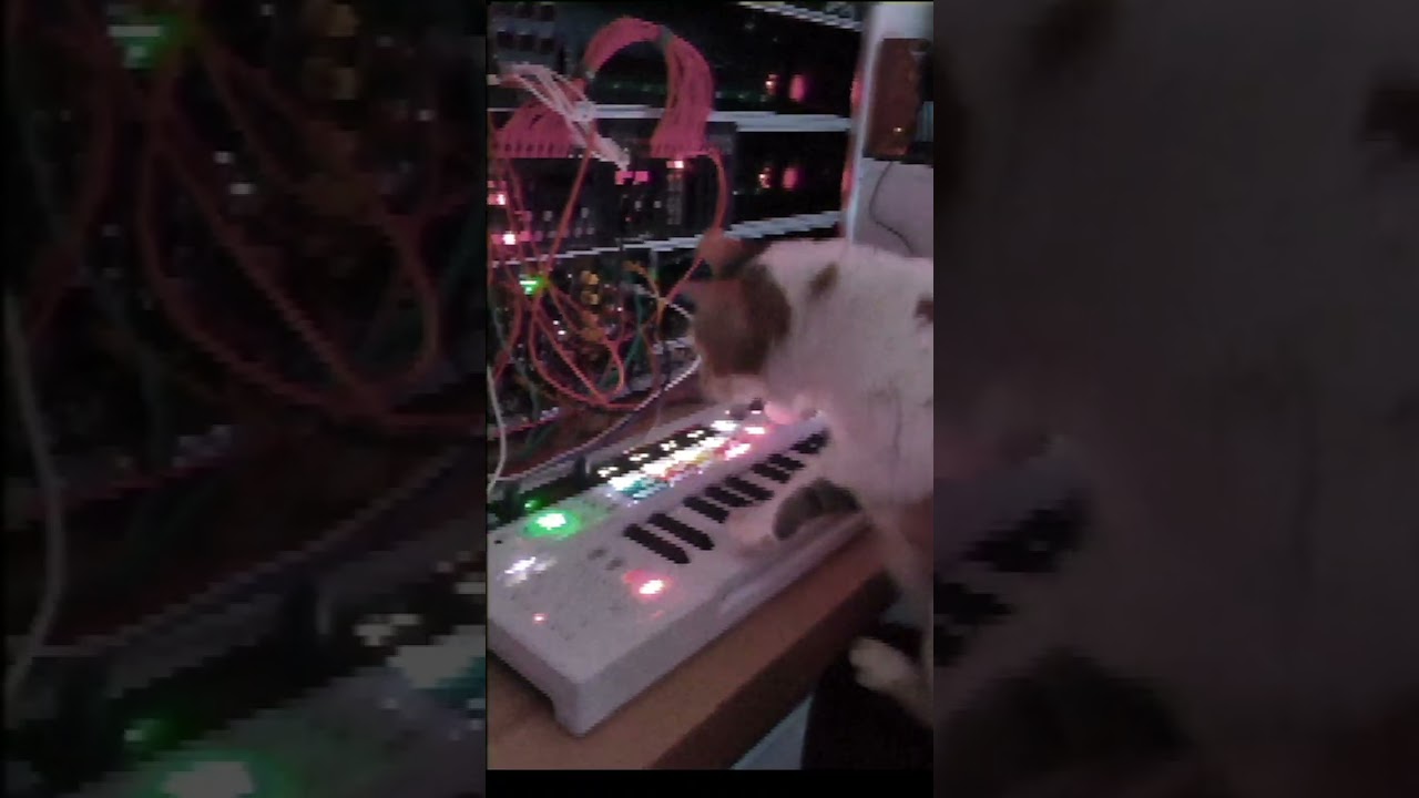 SynthAndCats