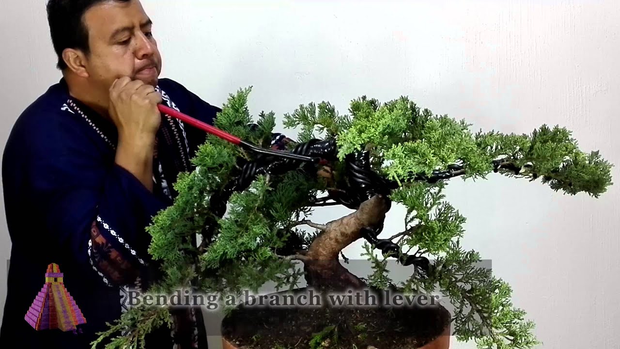 Black Scissors Bonsai Styling Video Contest - Lithuania 2016 - Luis Santiago Hernández Gómez