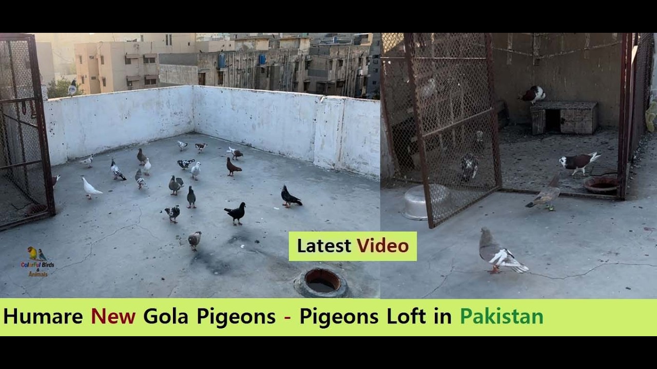 Humare new gola pigeons - pigeons Loft in Pakistan - ColorFul Birds & Animals