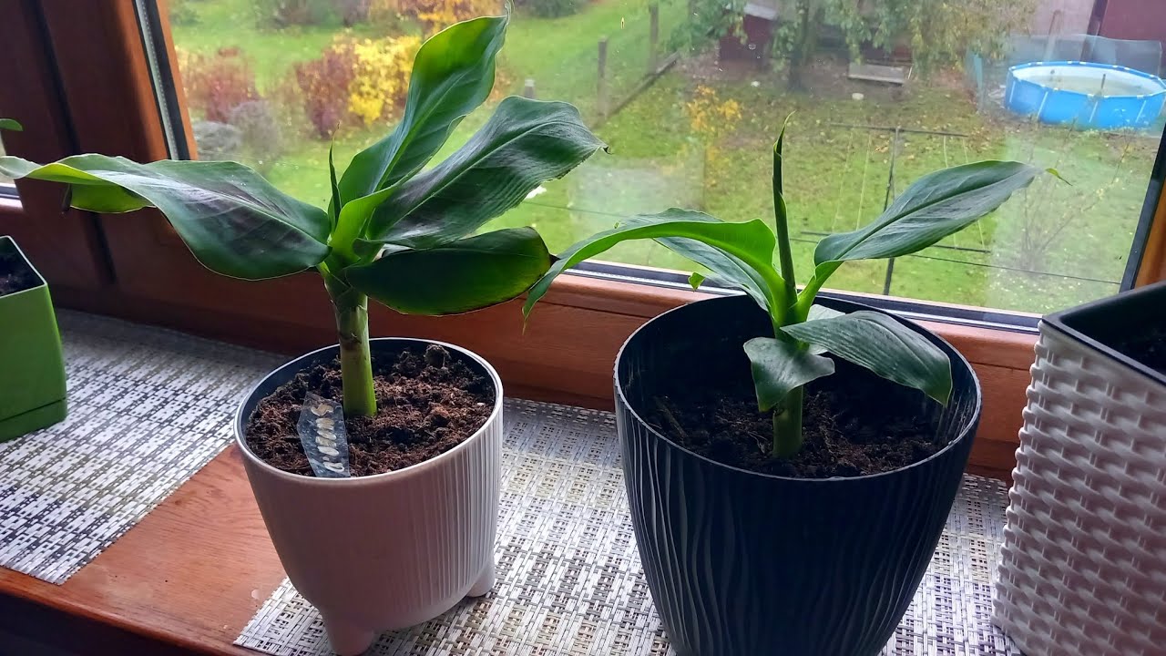 Bananowiec uprawa na parapecie / Jak uprawiać bananowca / musa acuminata super dwarf cavendish