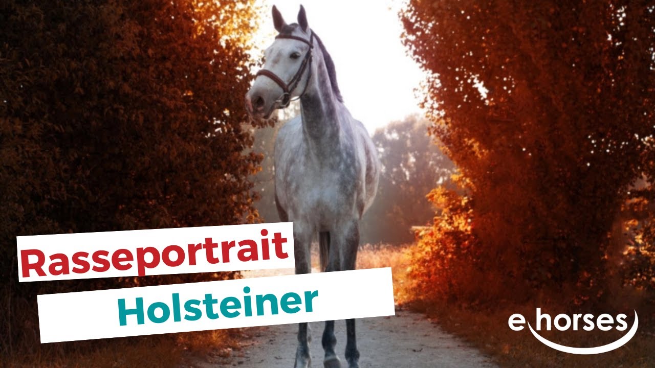 Der Holsteiner im Rasseportrait