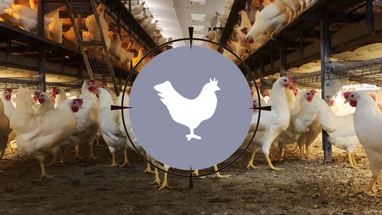 PAMT avicole - Ferme avicole Morin