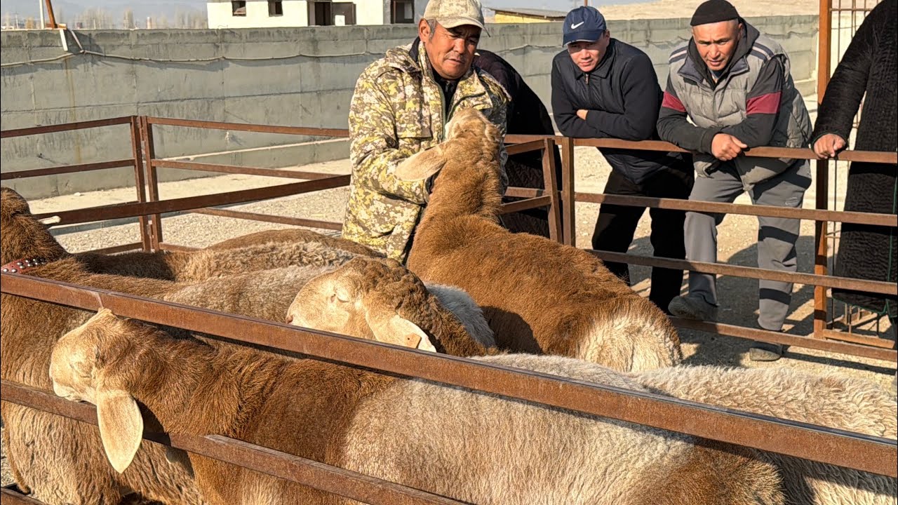 Мал базар Баткен Койлор Ярмаркасы