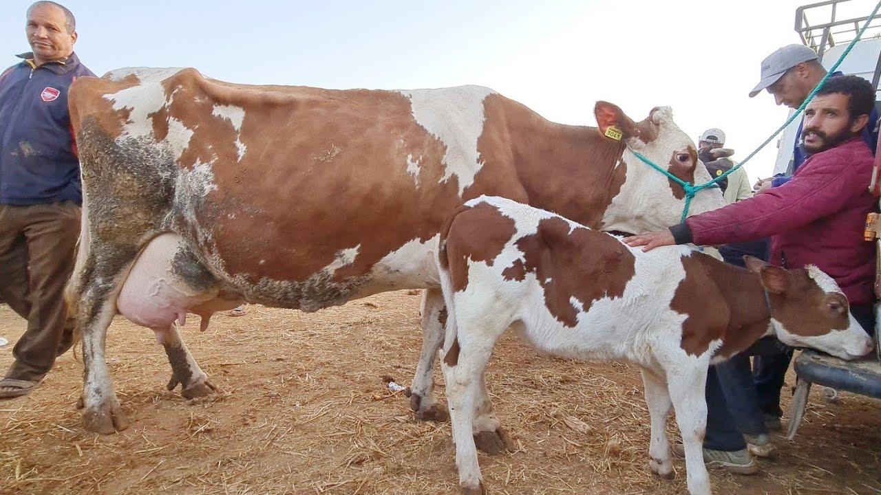 بقرات وضروبات فسوق أربعاء مكناس 2022/08/10