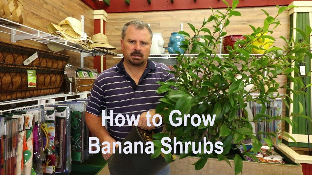 How to grow Banana Shrub (Michelia figo) with a detailed description