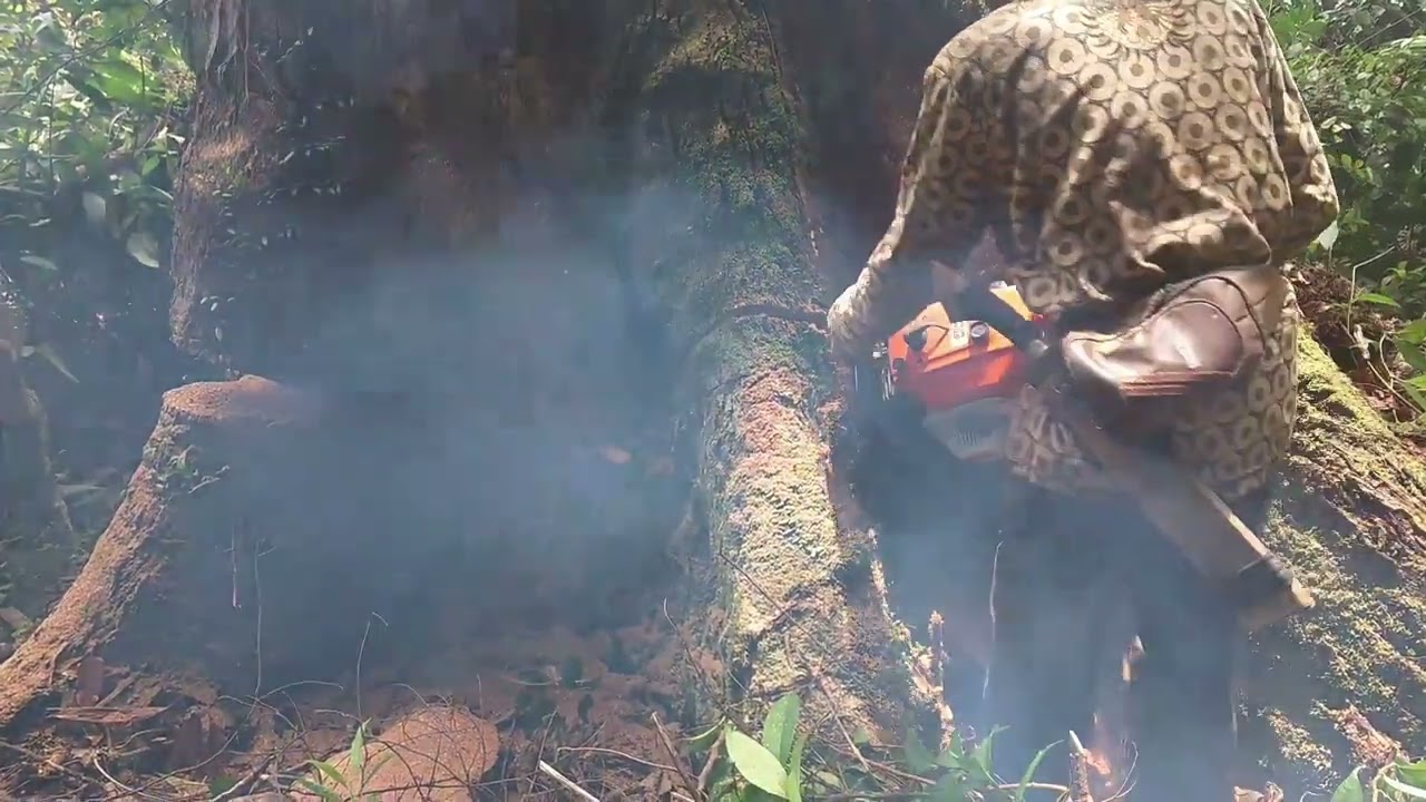 Tebang pohon Meranti tua 1000tahun senso STIHL m720 power full 