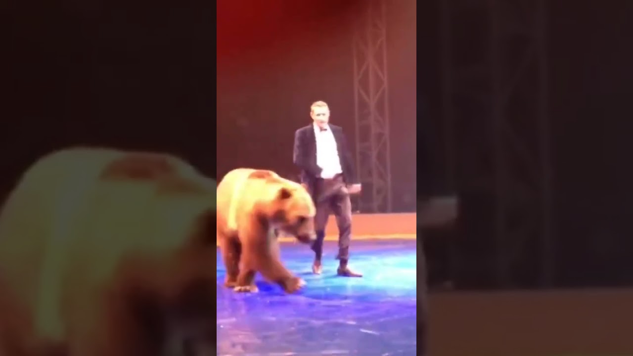 Смелый дрессировщик! #tricks #медведь #bear #animals #трюки #acrobat #sports #trainer#sports#crazy