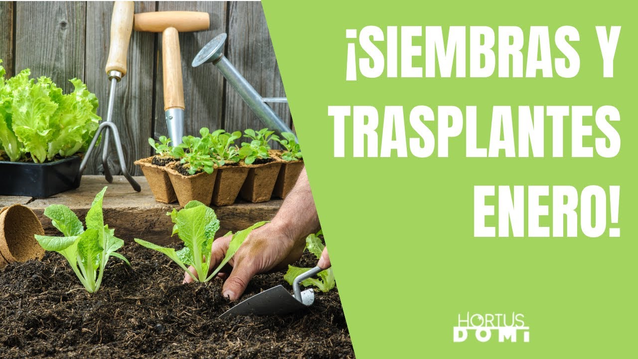 Qué sembrar, trasplantar y recolectar en enero