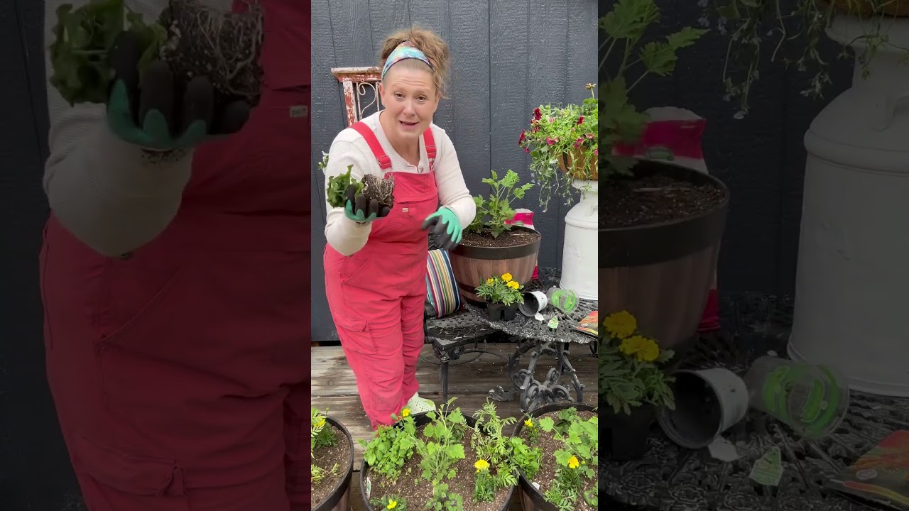 Color, fragrance, and no mosquitoes! Watch how we plant flowers that do double duty on the homestead
