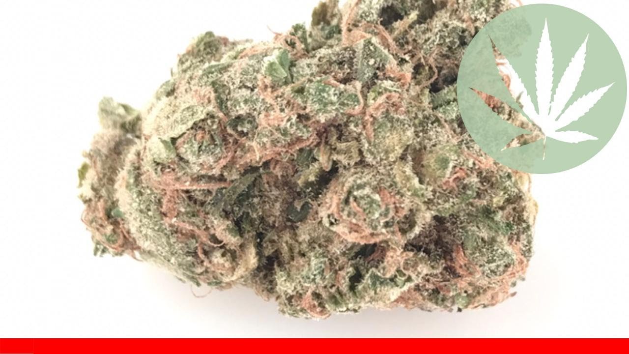 Love Potion #1 - All About This Strain