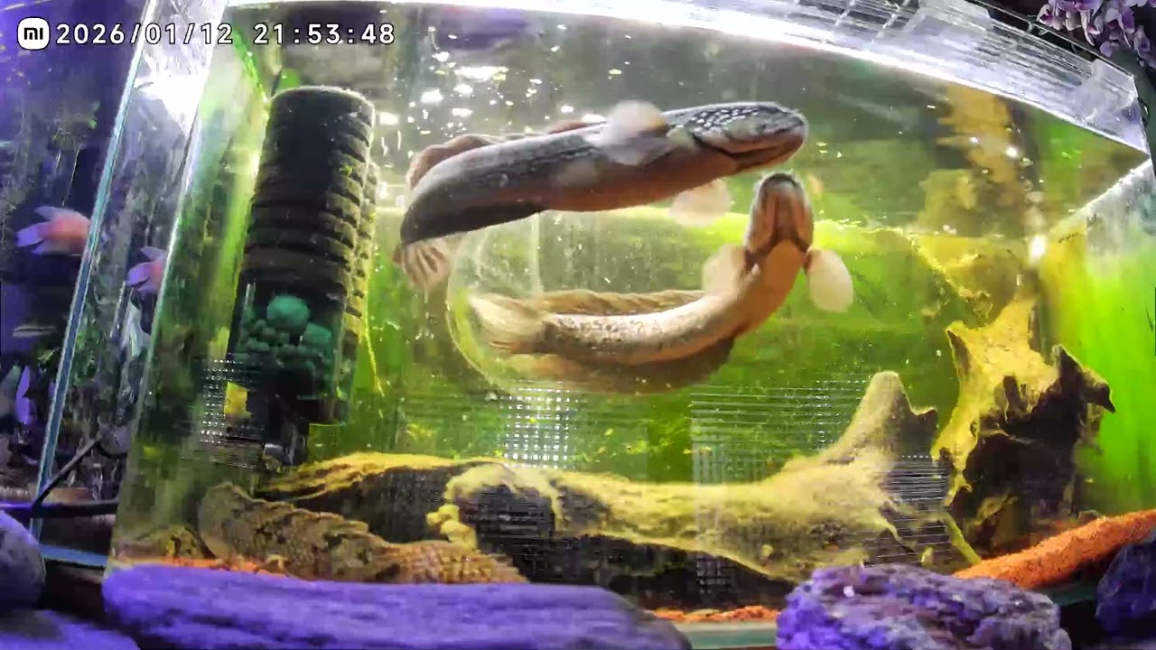 雷龍與恐龍混養（陽台魚缸日常）20260112