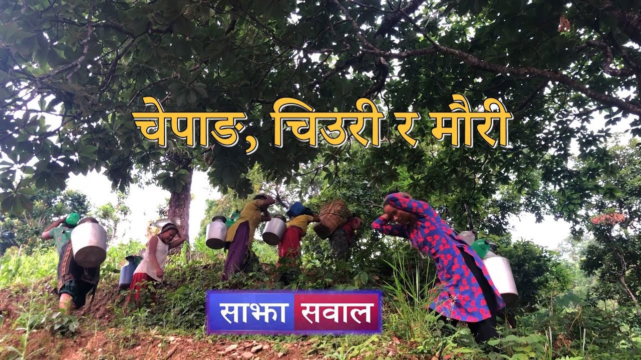 Sajha Sawal-545 | साझा सवाल । चेपाङ, चिउरी र मौरी
