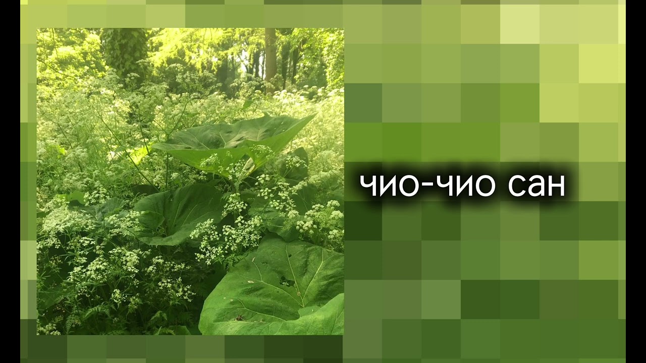 🌿плейлист по зелёному цвету|плейлист для прогулки🌿