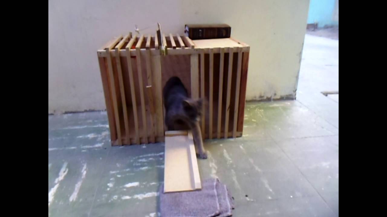 LEY DEL EFECTO (caja de Thorndike-grupo 18)