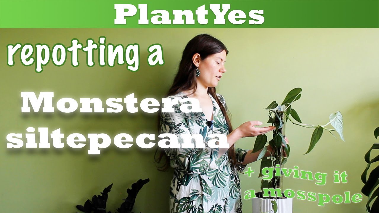 Repotting a Monstera siltepecana 🌱 and adding a modern moss pole