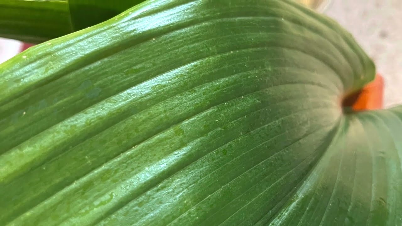 ASPIDISTRA | Plantas de interior de fácil cuidados 2.