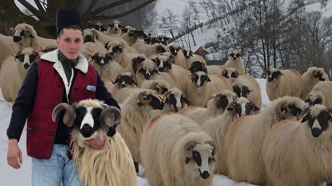 FRUMOASELE OI BREZE ALE LUI ADI DIOANE DE LA RĂSCOALA (PETRILA), JUDEȚUL HUNEDOARA