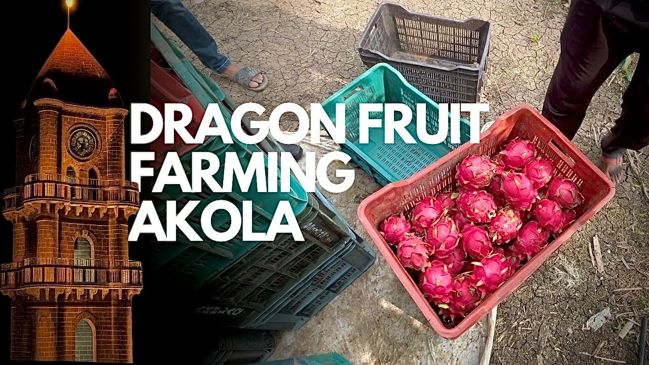 dragon fruit farming in Akola—specifically, a plantation in Alanda, Barshitakli (Akola)#akola