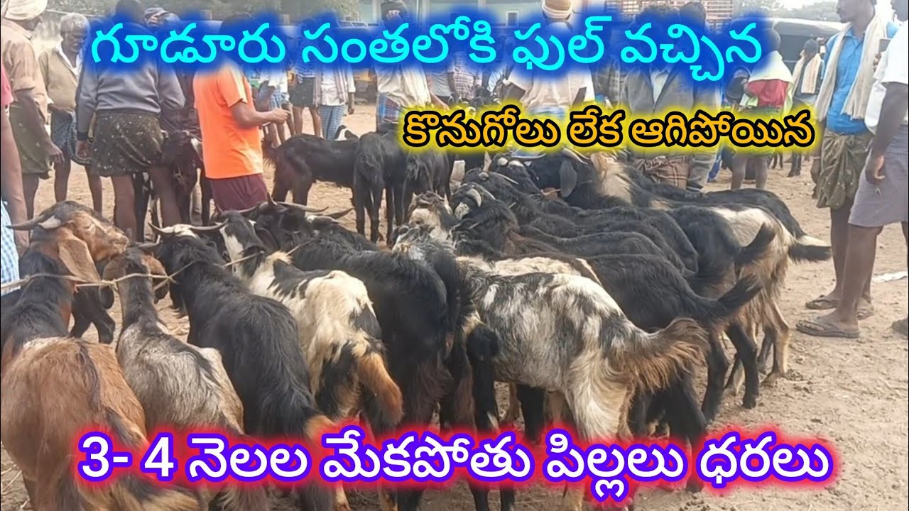 గూడూరు సంతలోకి ఫుల్ గా వచ్చిన మేకపోతులు వాటి ధరలు#gudur sheep goats market 2-1-2026
