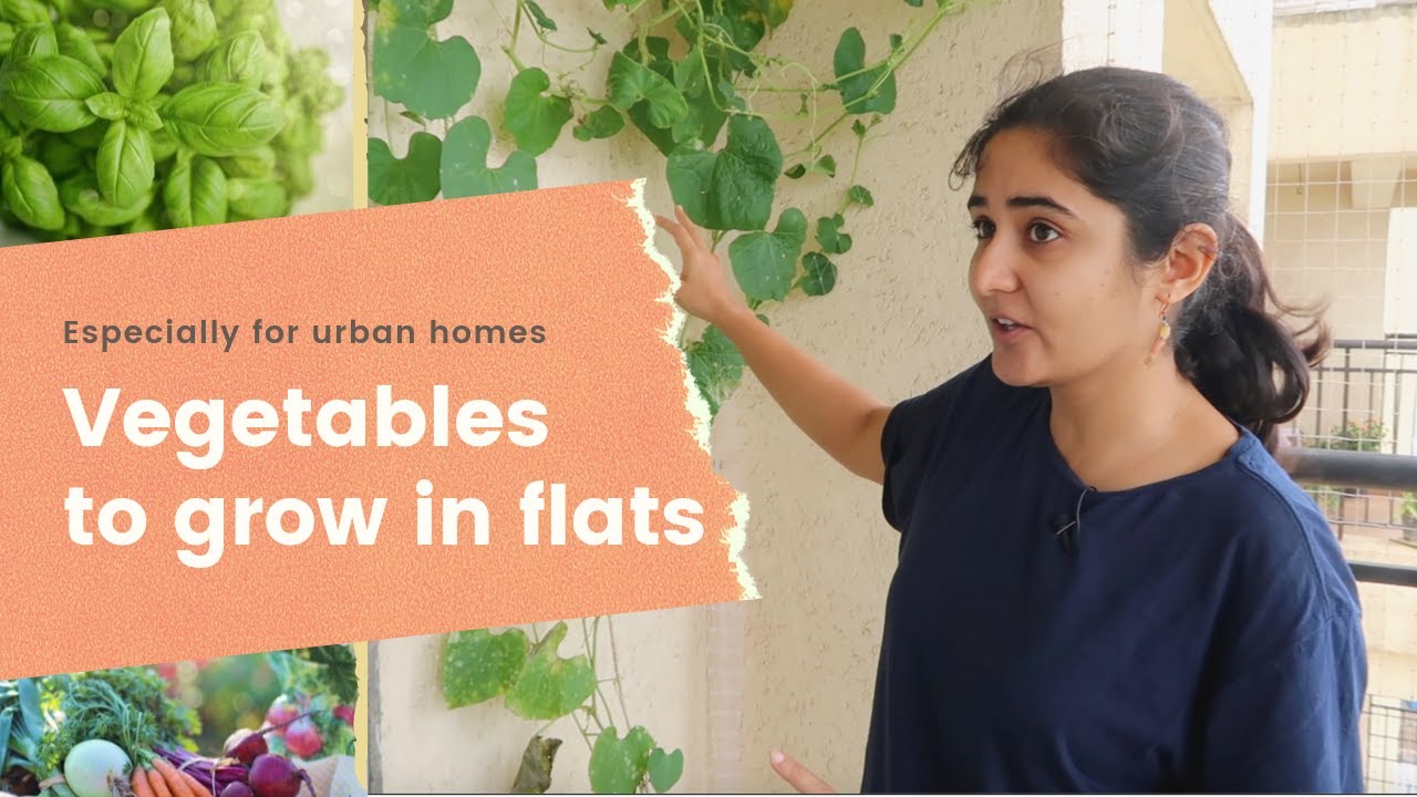 Vegetables You can Grow in Pots in a Flat| Success and failures