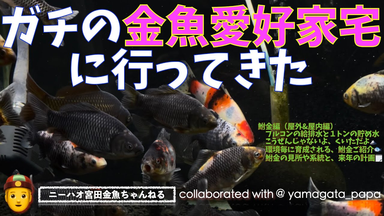 【ニーハオ宮田】金魚ちゃんねる_『ガチの金魚愛好家宅に行ってきた 【鮒金編（屋外&屋内編）ブルコンの給排水と１トンの貯め水・こうぜんじゃないよ、くいただよ🗻鮒金ご紹介🐟見所や系統と来年の計画】』