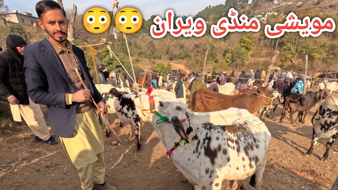 Price of buffalos and cows from the largest animal market of AJK #baffalo #mandi 