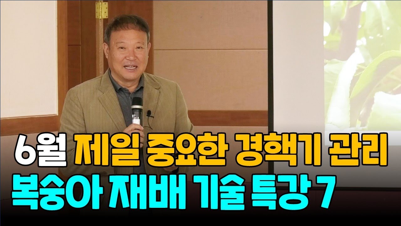 복숭아농사 제일 중요한 6월 경핵기 관리 복숭아 재배 기술특강7