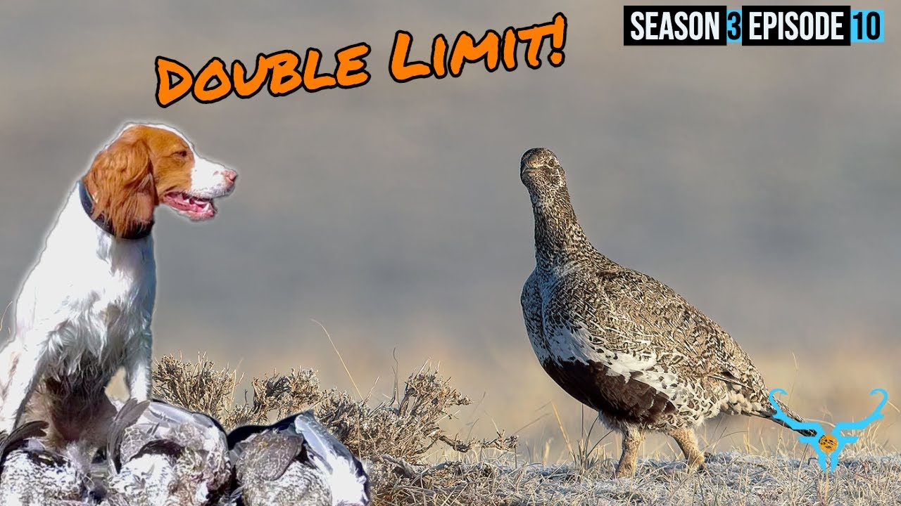 Sage Grouse Hunting Nevada - A Day of Firsts!