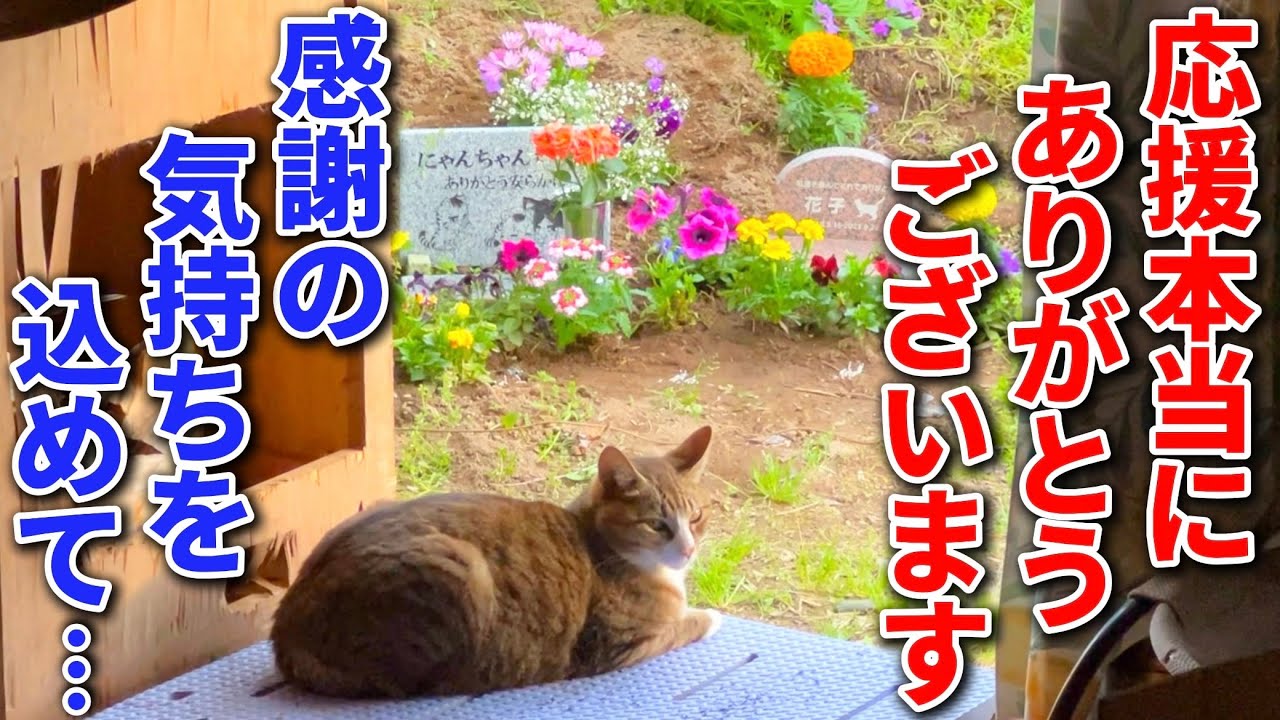 ペロとミニーが亡くなったあとの猫たちのその後…