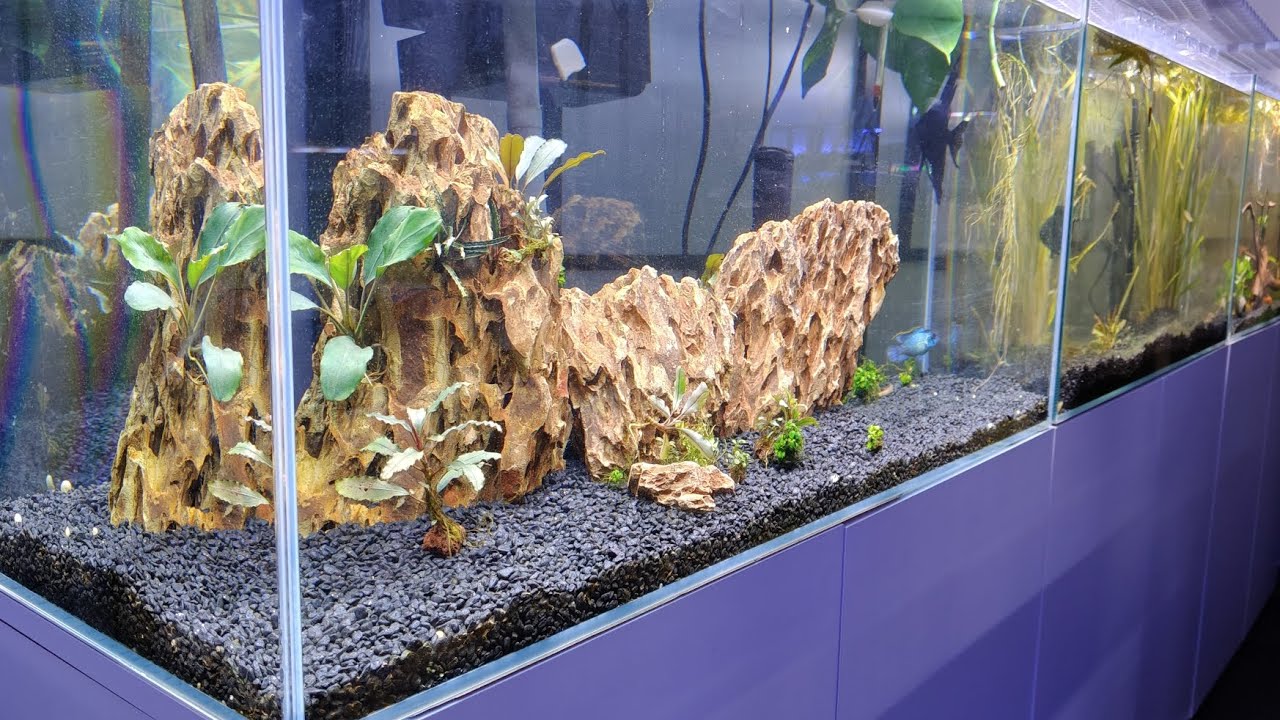 🐟 Montaje Acuario de discos de 200 litros . ¿ Si o no ?