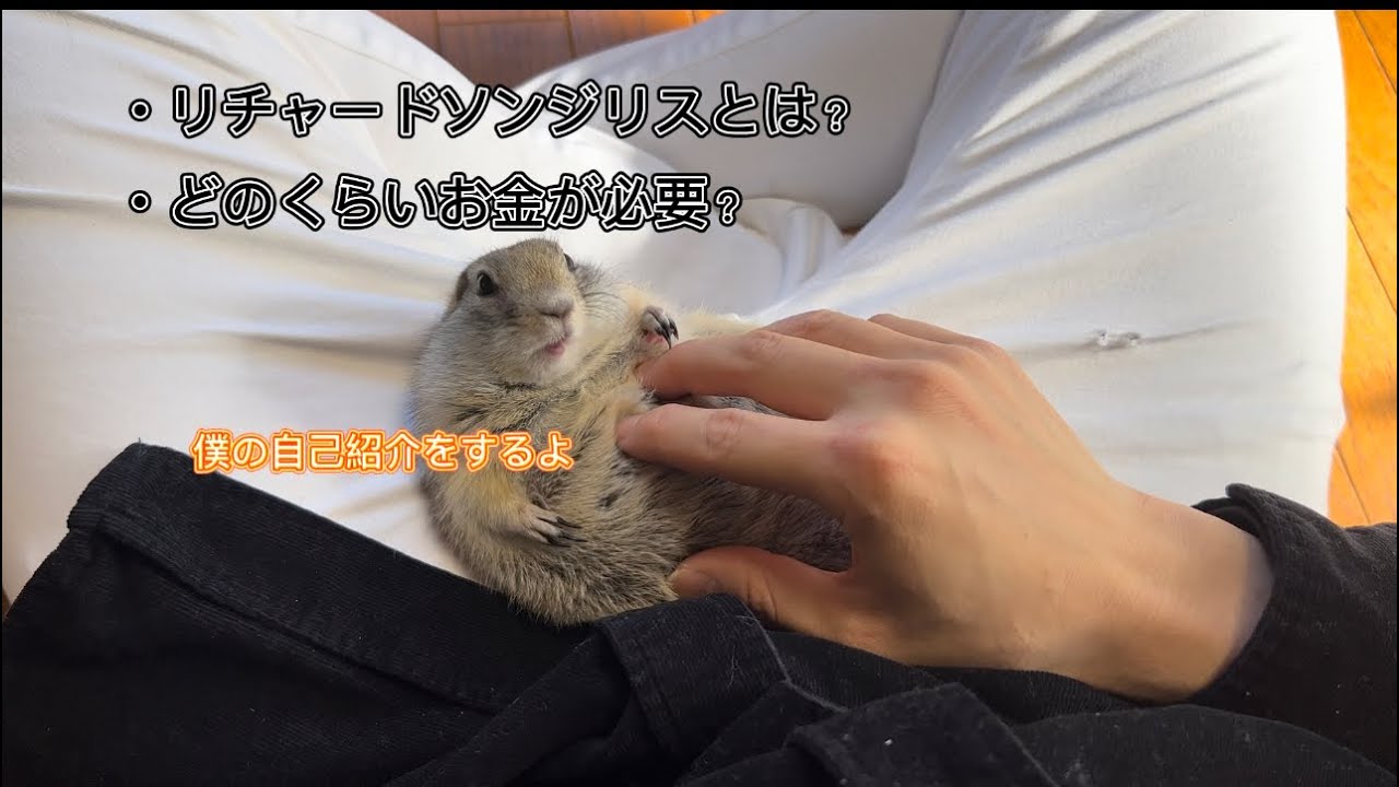 リチャードソンジリスとは❓費用はどのくらい必要なのか❓#ピー助 #リチャードソンジリス