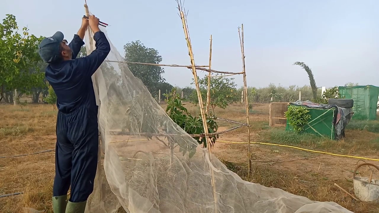 تغطية الشجر لتسريع نموها الأفوكادو كمثال Speed ​​up tree growth by covering it