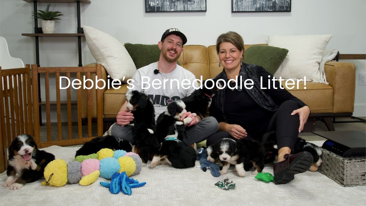 Debbie & Firestone's Bernedoodle Litter Name Day!