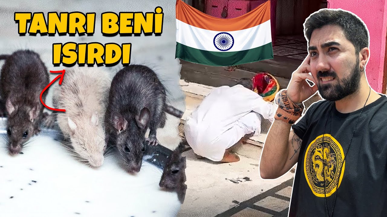 Hindistan'da FARE'YE TAPAN İNSANLAR l Fare'den Arta Kalan Yemeği Yiyorlar 🇮🇳 ~6