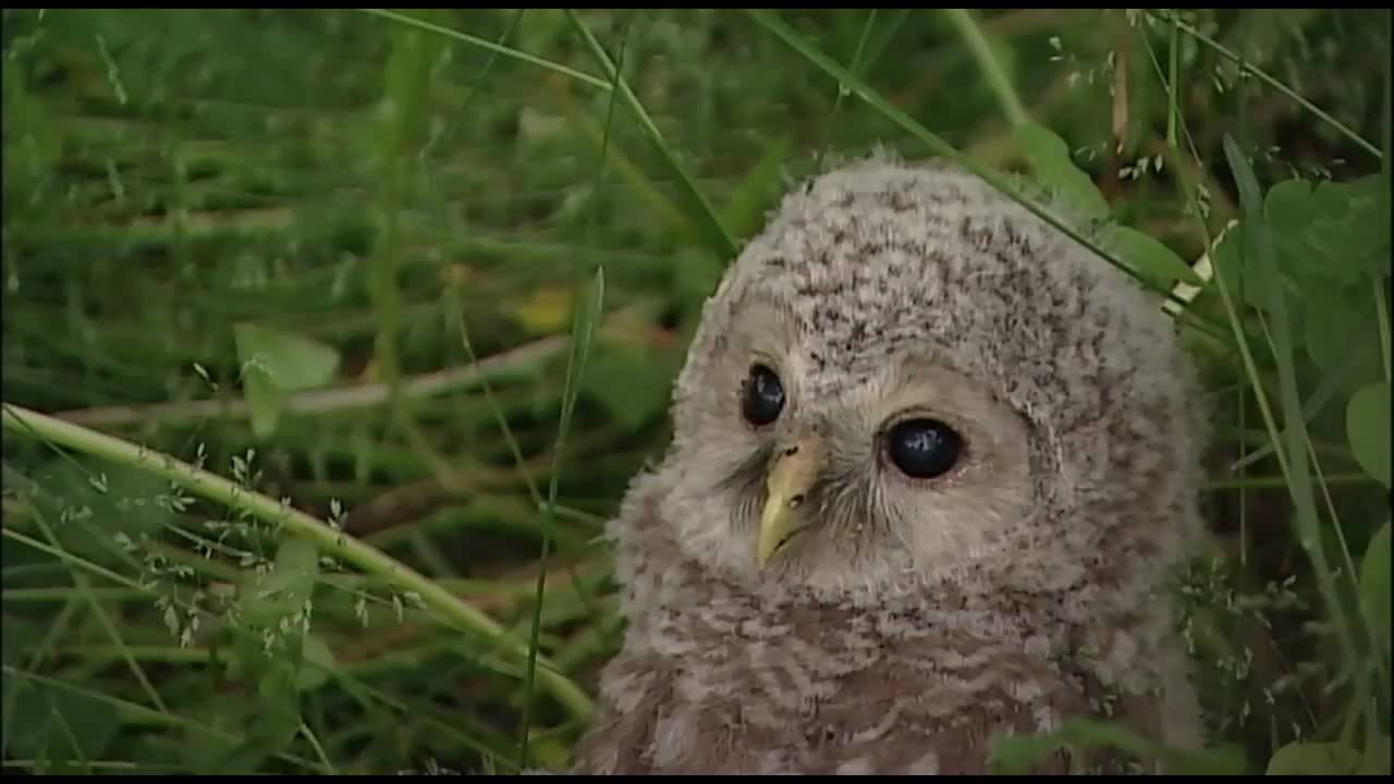 エゾフクロウ落下 Ezofukurou