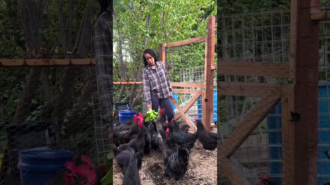 Homegrown Medicine for Chickens  #gardening #raisingchickens #Chickenhealth #garden #urbanhomestead