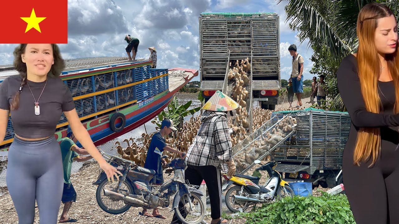 Full Video: Amazing Tour of Ducks Getting on Trucks and Off Boats in Vietnam | Rural Life Scene