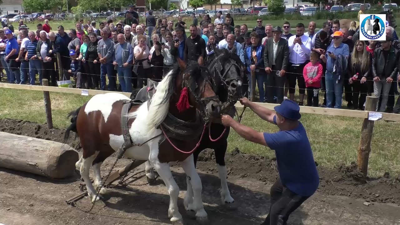-Planuli se konji Mile Turajlića (Soko i Bećar) u Rumi kod Mile Bosanca -