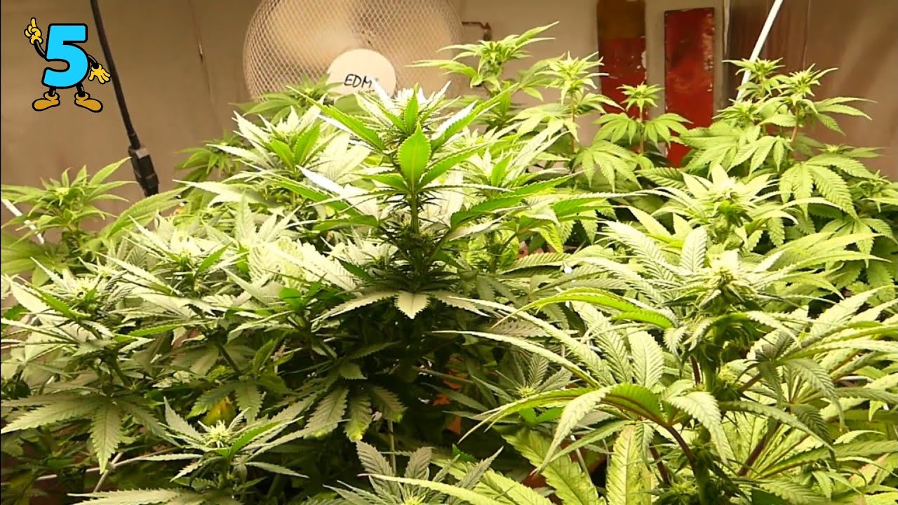 SEGUIMIENTO INDOOR #5 ZZ PUNCH | SCROG