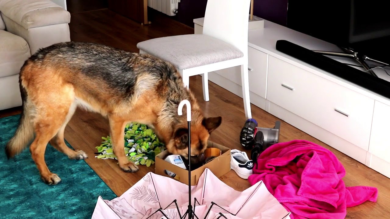 Ejercicio de olfato en casa para tu perro