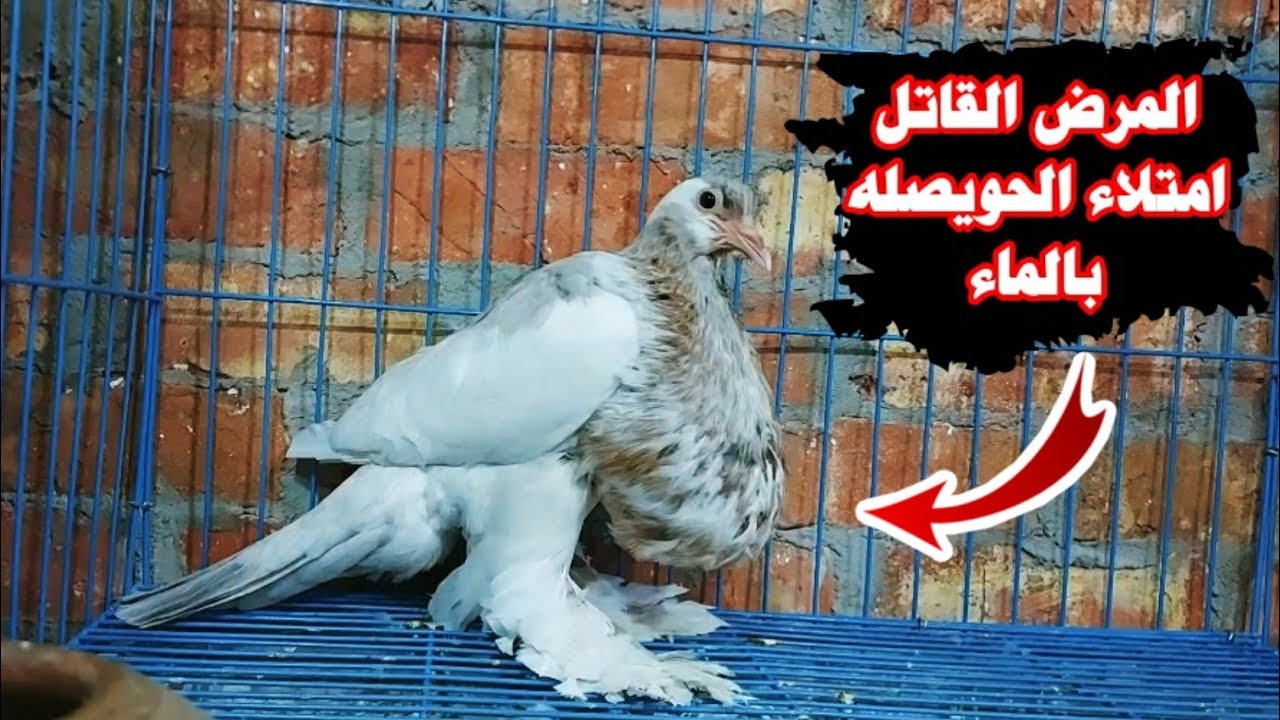 امتلاء الحويصله بالماء | مرض يقتل الحمام النفاخ شوف عالجته ازاي