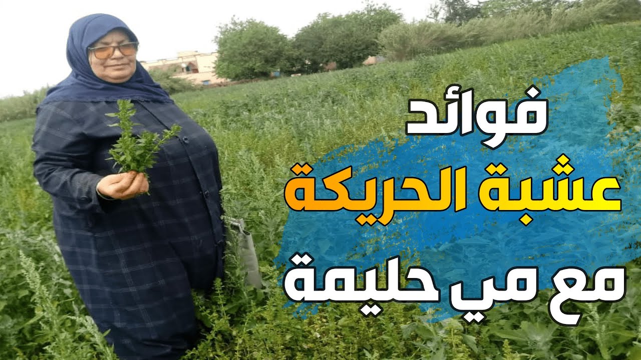 فوائد عشبة الحريكة مع مي حليمة