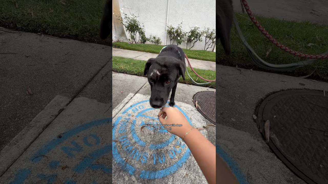 Picking up my FOSTER DOG 🐶