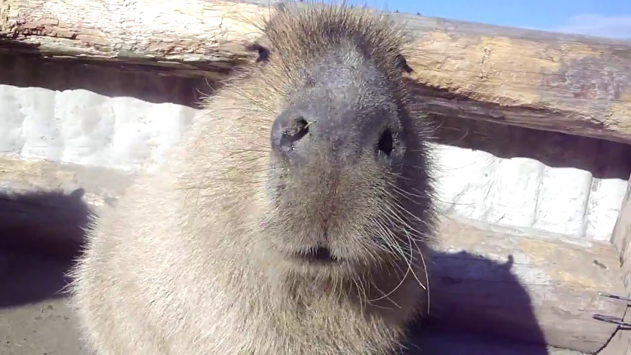【動物】鳴きながら寄ってくるカピバラ　Capybara which approaches while calling