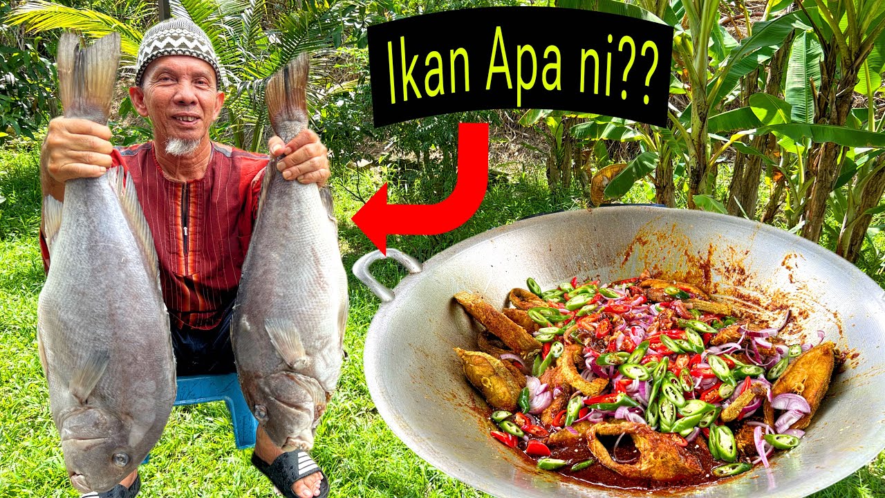 IKAN MASAK TOMATO | IKAN BESAR DARI LAUT ‼️