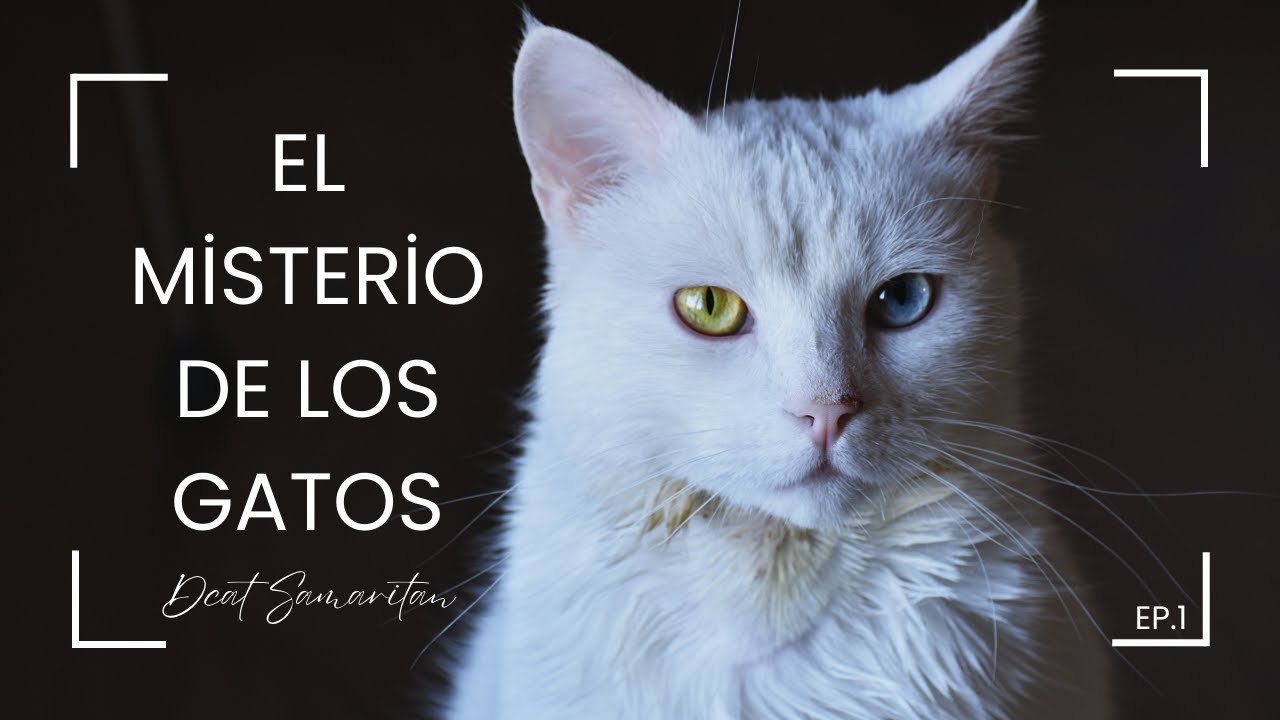 El misticismo de los gatos: ¿guardianes espirituales?  #cat #mystery #fyp #shorts #viral